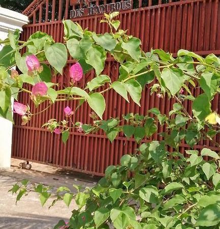 La Maison Des Bambous Siem Reap Exterior photo